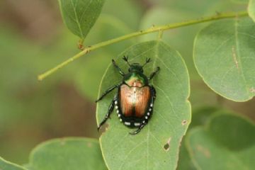 Lotte obbligatorie - Coleottero scarabeide del Giappone