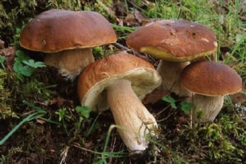 Consulenza gratuita in merito al riconoscimento dei funghi epigei freschi e certificazione per la vendita al dettaglio